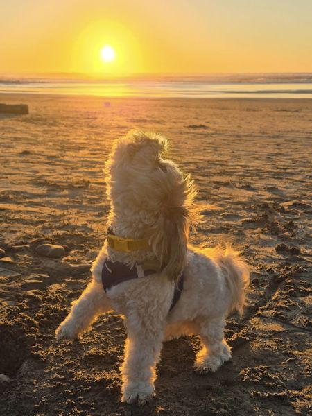 A small fluffy dog wearing a collar stands on a sandy beach as the sun sets over the ocean, waves calm and golden, appreciating the view.