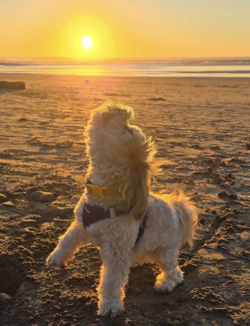 A fluffy white dog sits on a sandy beach at sunset, golden light glowing on its fur and waves behind it.