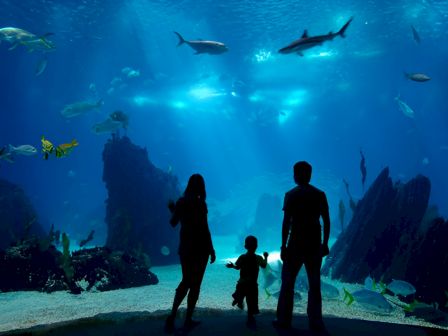 Three silhouettes&mdash;two adults and a child&mdash;stand on a sandy shore inside a large aquarium, watching swimming fish and sharks through a blue-lit underwater landscape.