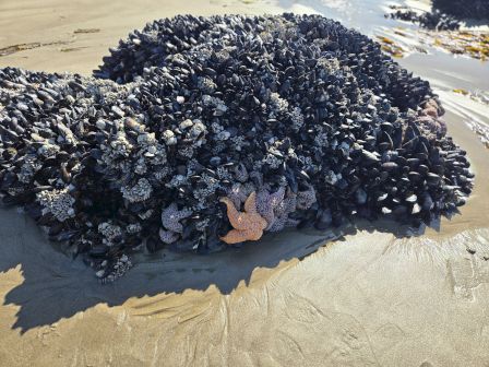 A massive mound of dark, rusted-looking ceramic or metal debris on a beach, with a small pink flower or plastic ornament tucked in, under bright sunlight.